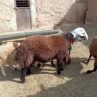 بره قوچ فروشی
