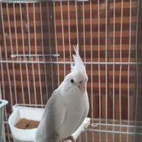 عروس هلندی|پرنده|زابل, |دیوار