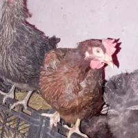 مرغ گلپایگانی