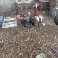 پرندگان|حیوانات مزرعه|دهدشت, |دیوار