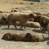 بز نر(حچه)|حیوانات مزرعه|سنندج, |دیوار