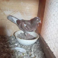 کبوتر|پرنده|لاهیجان, آهندان|دیوار