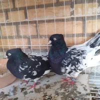 نرو ماده کله ای سیاه