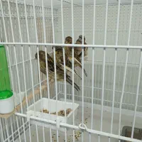 قناری گلاستر