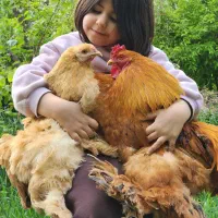 مرغ و خروس برهما علاوتر