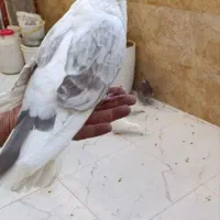 کفتر نوک قنار|پرنده|گلستان (تهران), |دیوار