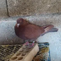 کبوتر|پرنده|بهبهان, |دیوار