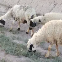 میش چاق و بز