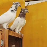 کفتر ضمانتی