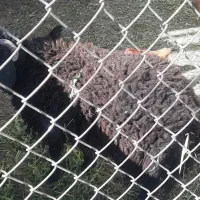 بره نر قوچ افشاری جوان