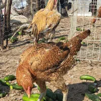 مرغ وخروس محلی|حیوانات مزرعه|بندر گناوه, |دیوار