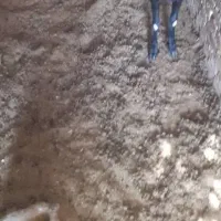 کود گوسفندی