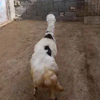 بره قوچ کره. گوسفند.