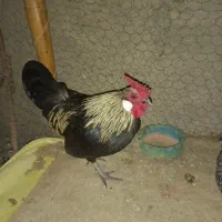 تخم نطفه دار رزکامپ