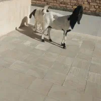 سلام ۰دوعدد بز پاکستانی  بفروش می‌رسد