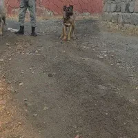 توله سرابی نر ۶ ماهه اصلیل