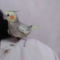 طوطی عروس هلندی ماده