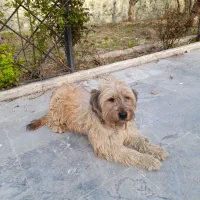 حیوان خانگی