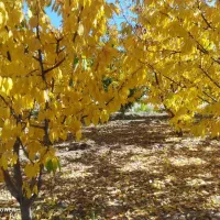 باغ و زمین زرد آلو گیلاس|فروش دفتر صنعتی، کشاورزی، تجاری|شاهینشهر, شهرک مطهری|دیوار