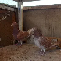 کفتر دوتا ماده انگلیسی