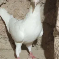 کفتر