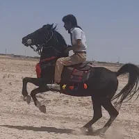 نریان مشکی واکسی ۵ نشان|اسب و تجهیزات اسبسواری|ورزنه, |دیوار