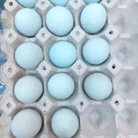 تخم مرغ زینتی آراکانا آبی و مرغ کرک|حیوانات مزرعه|اهواز, اهواز|دیوار