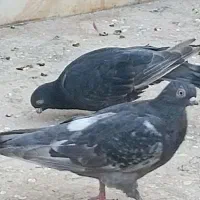 کبوتر نوک قناری