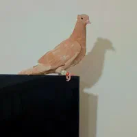 زرد دم سفید