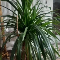 گل پاندانوس