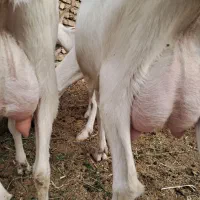 فروش تعدادی بز آبستن و بزغاله سانن اصلی
