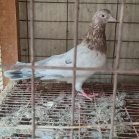 کبوتر سرور|پرنده|بهشهر, |دیوار