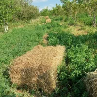 یونجه