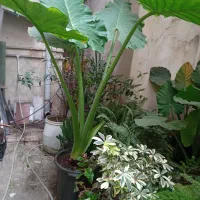 ۲۰گلدان پرنده بهشتی کاغذی باباادم|گل و گیاه طبیعی|رشت, کوی امام رضا|دیوار