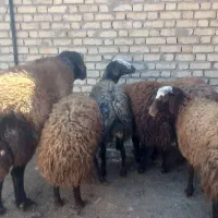 میش شیشک توقولی  ابستن