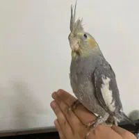 جوجه عروس هلندی