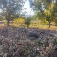 باغ انگور|فروش دفتر صنعتی، کشاورزی، تجاری|ملایر, |دیوار