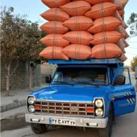 کاه گندم