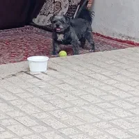 حیوانه خانگی