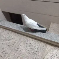 نر دم سیاه .‌