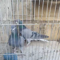 ی جفت کبوتر خرقه چکمه پا۷۰۰ تومن