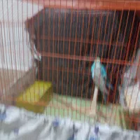 یک جفت مرغ عشق