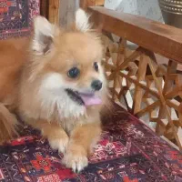 توله سگ پامرین طلایی