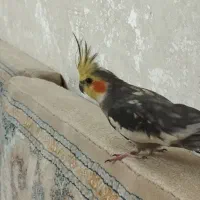 عروس هلندی