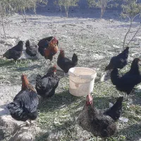 تعدادی مرغ|حیوانات مزرعه|ابریشم, |دیوار