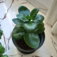 گل های طبیعی