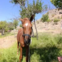 اسب نریون عرب کرد