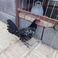 یک جفت مرغ و خروس جوان سیبرایت
