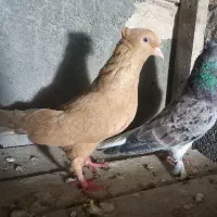 هفترنگ دم سفید