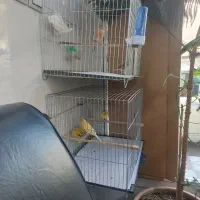 دو جفت قناری جفت خورده باقفس فردوسیه شهریار